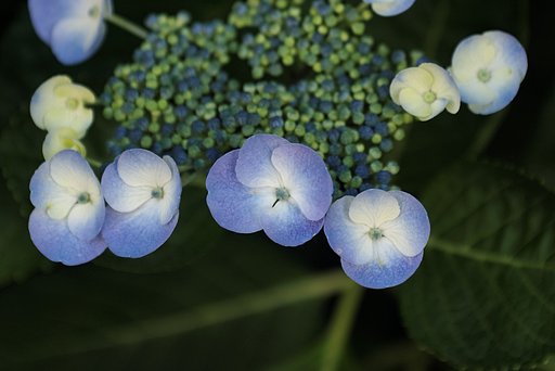 紫陽花　その？
