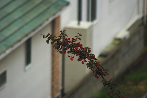 屋根より高く