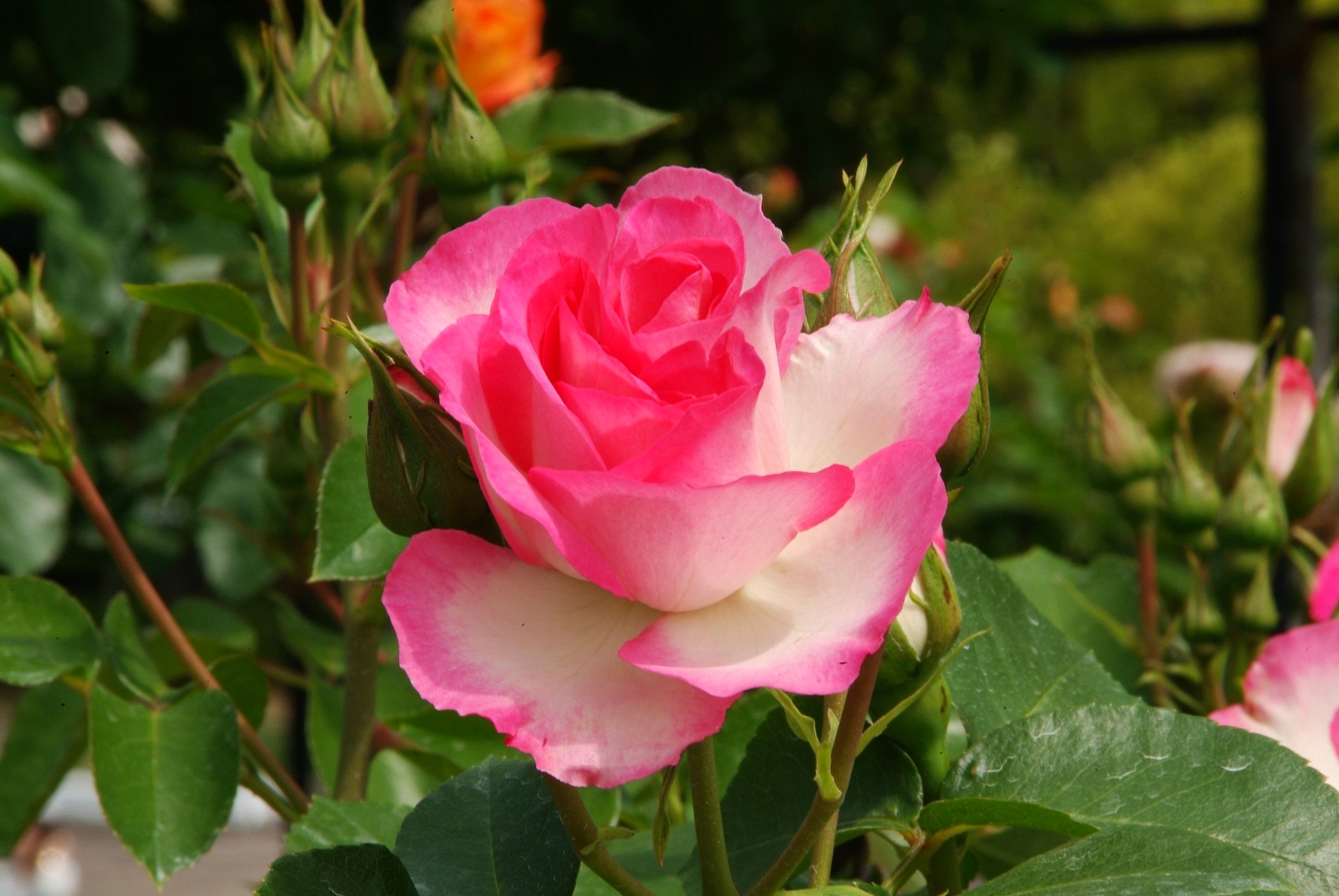 薔薇
