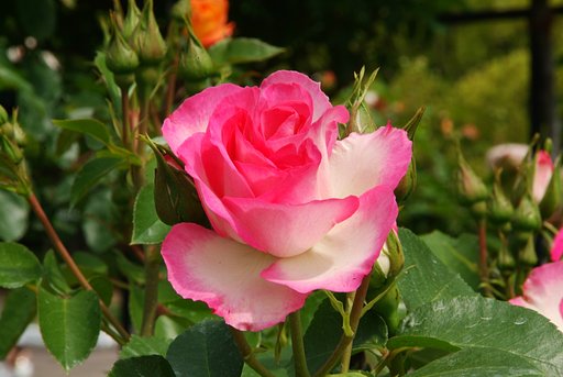 薔薇