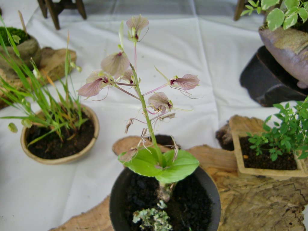 すずむし草