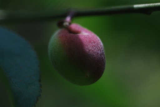 Macro Kilar 90mmF2.8