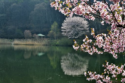 桜づくし