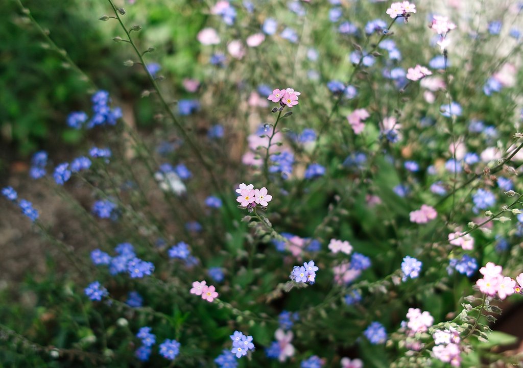 花のジャングル