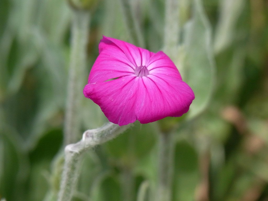 ピンクの花