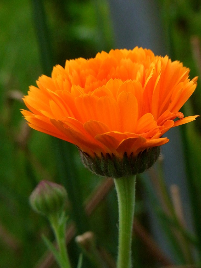 金盞花