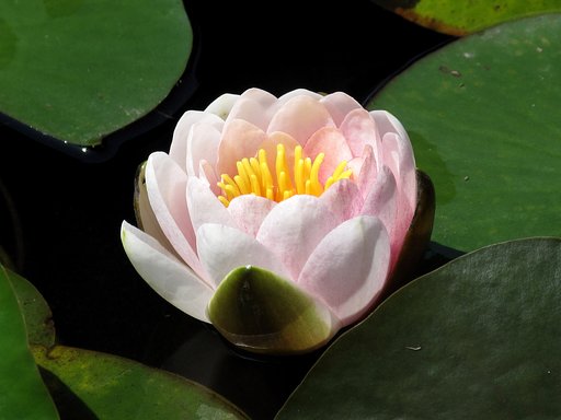 蓮の花
