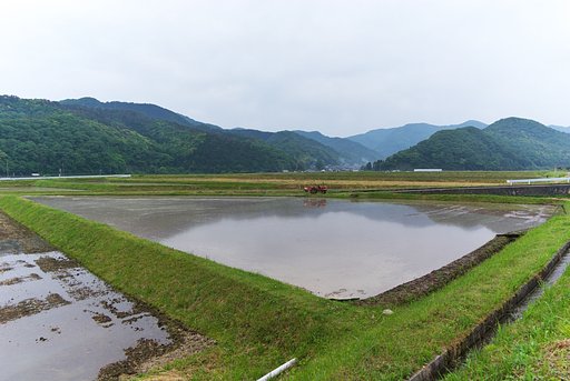 代掻き