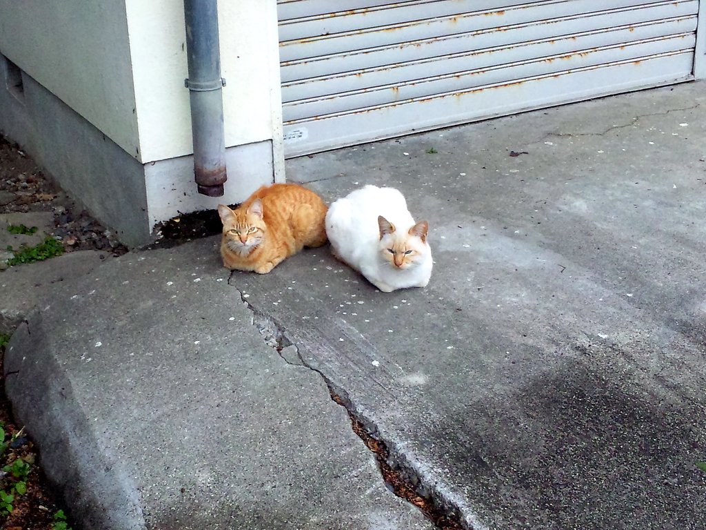 野良猫