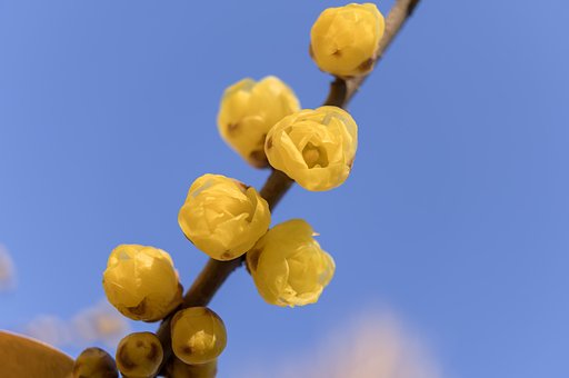 元旦の蝋梅