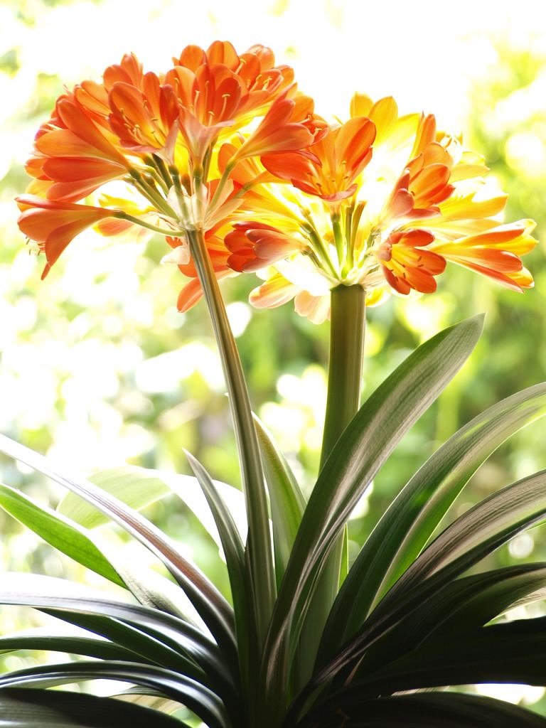 光る花