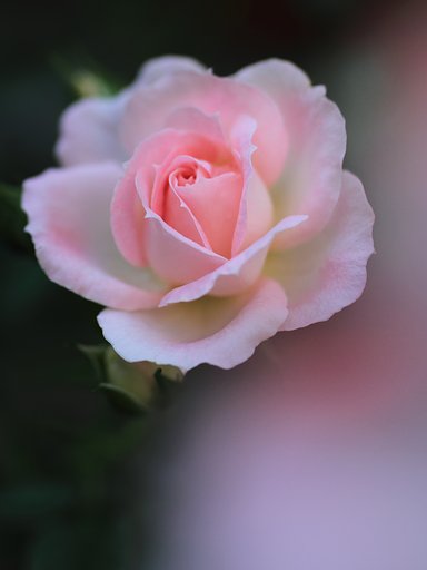 薔薇