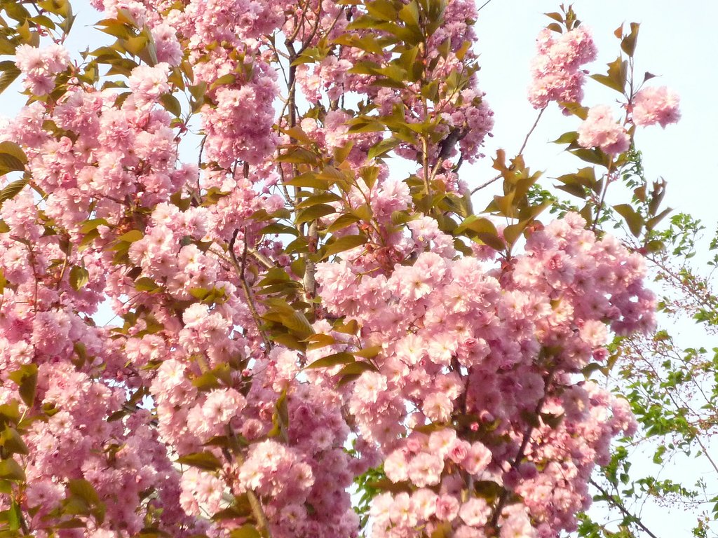 八重桜