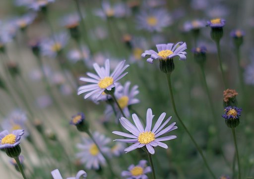 【清和】お花