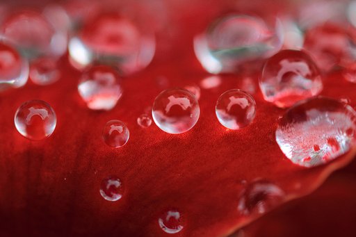 花の上の水玉