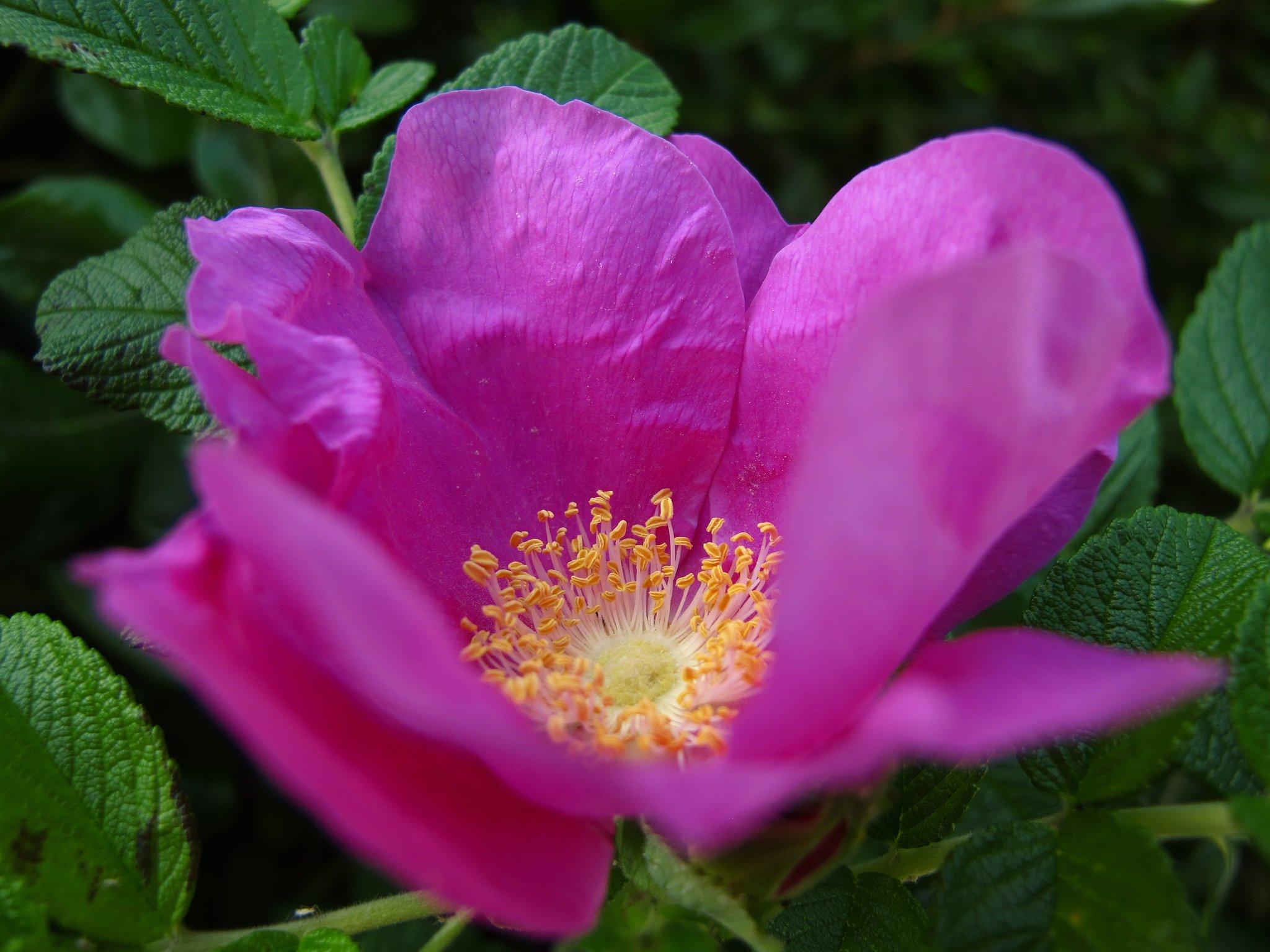ハマナスの花