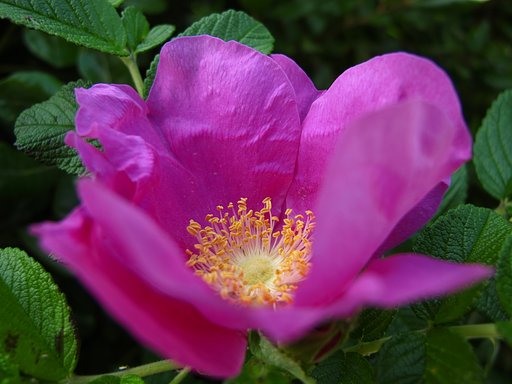 ハマナスの花