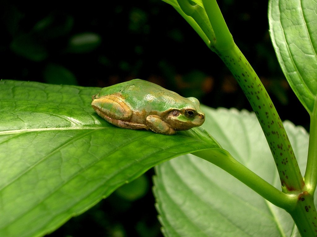 入梅はまだ