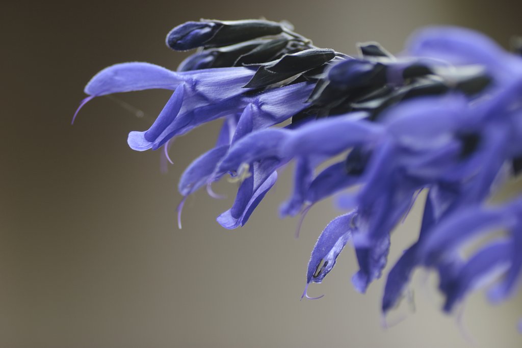 ハーブの花
