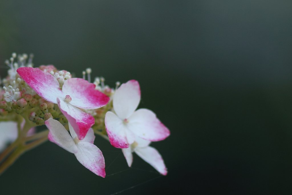 紫陽花−Ⅱ