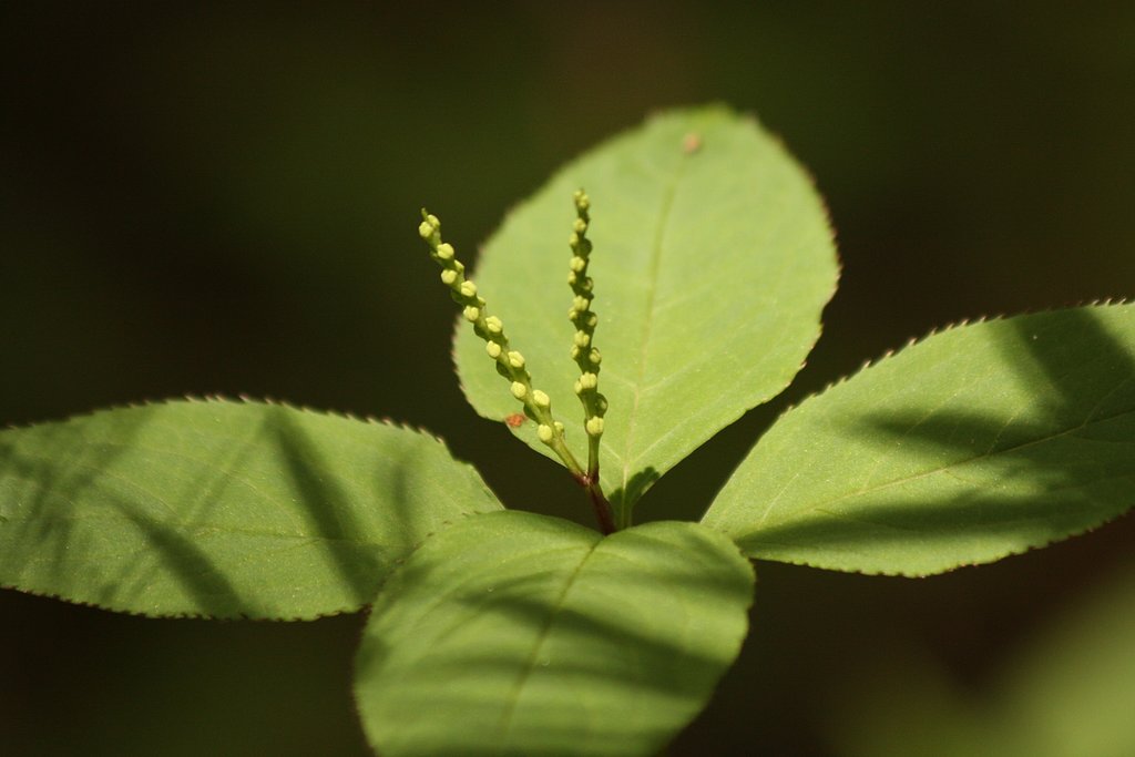 朝房山の植物