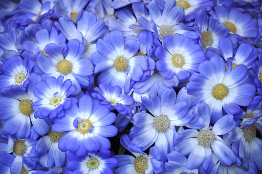 花の山