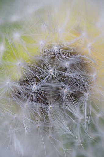 春の花火