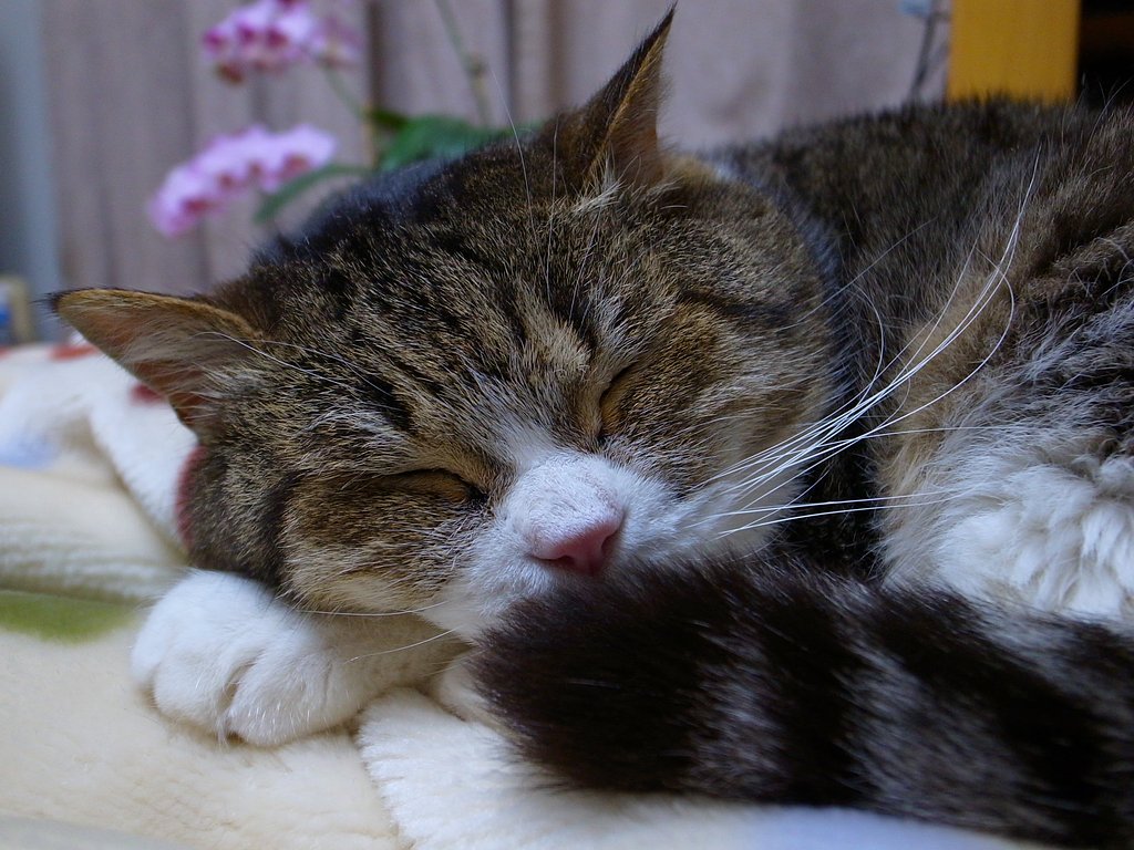 今夜もスヤスヤ
