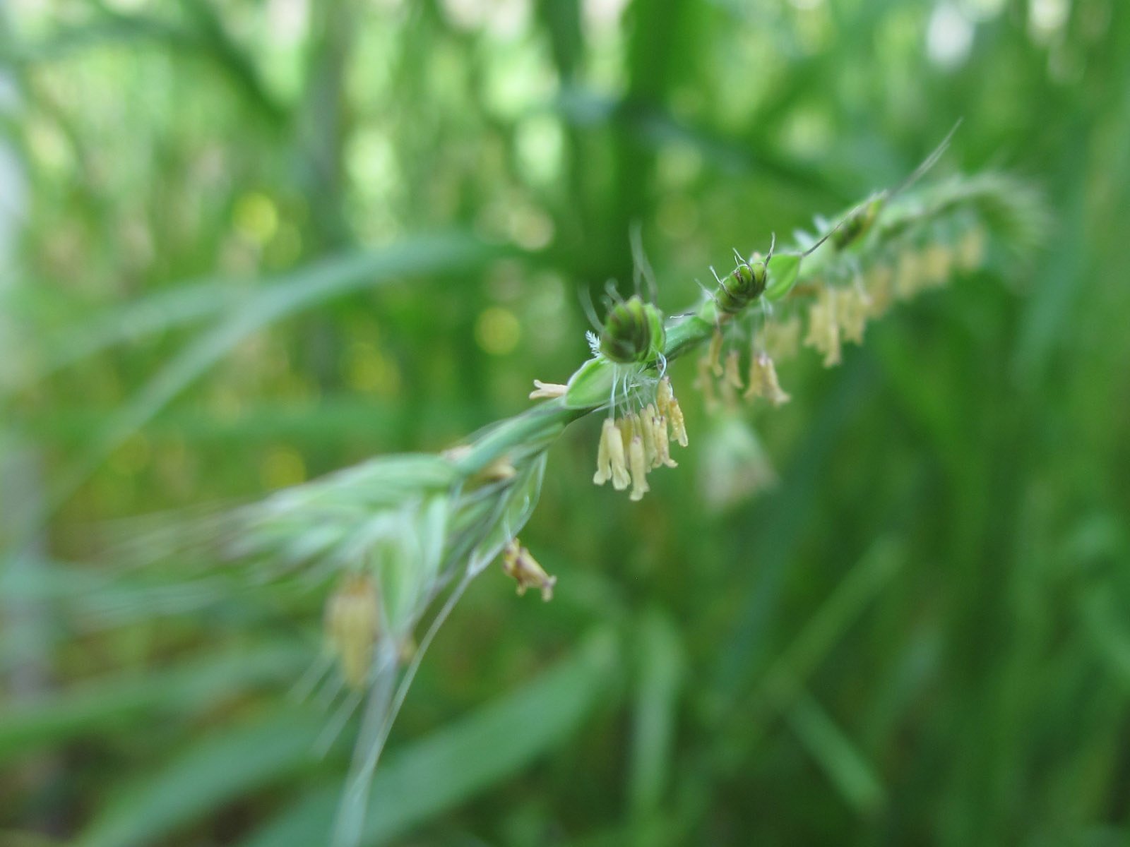 野草