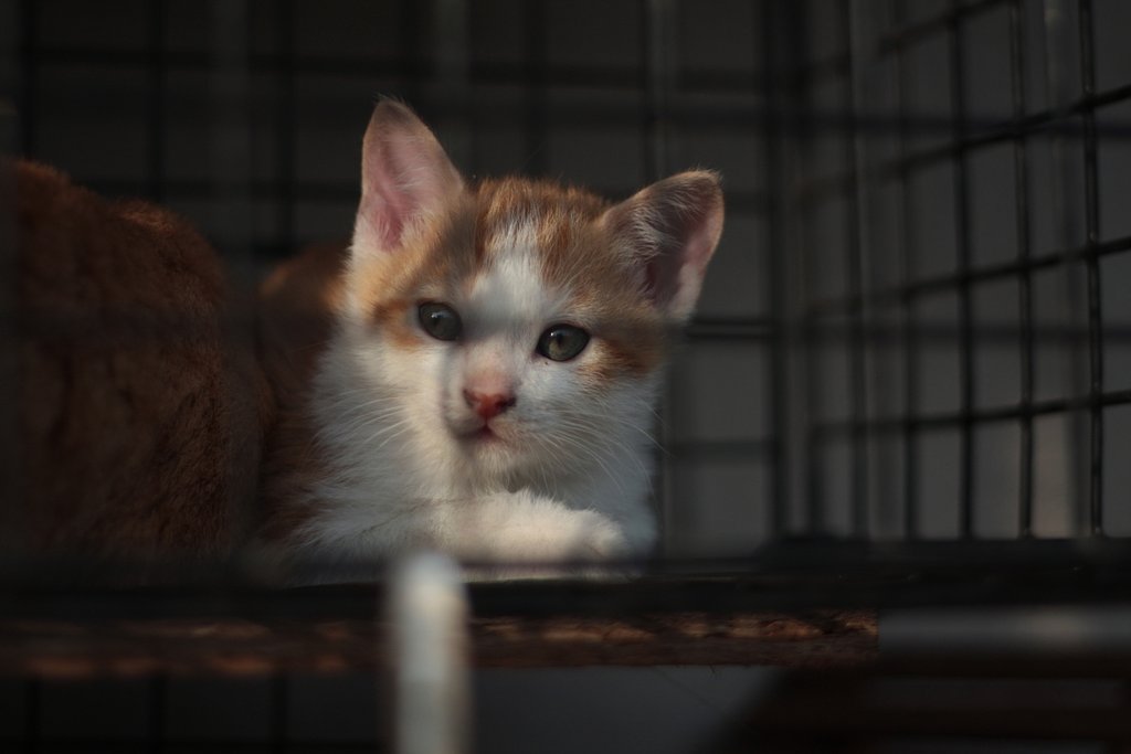 吾輩は猫である