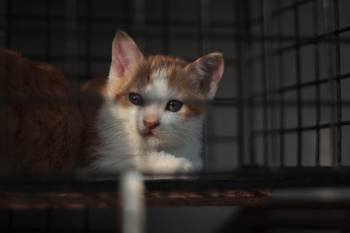 吾輩は猫である