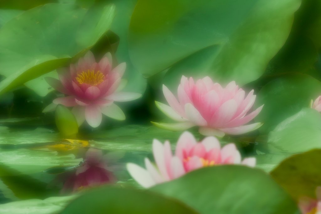 睡蓮
