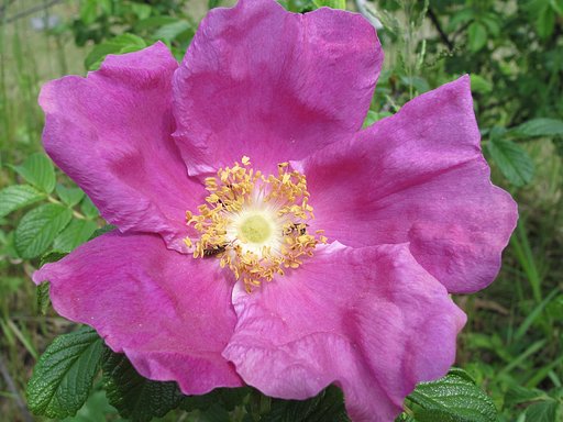 ハマナスの花