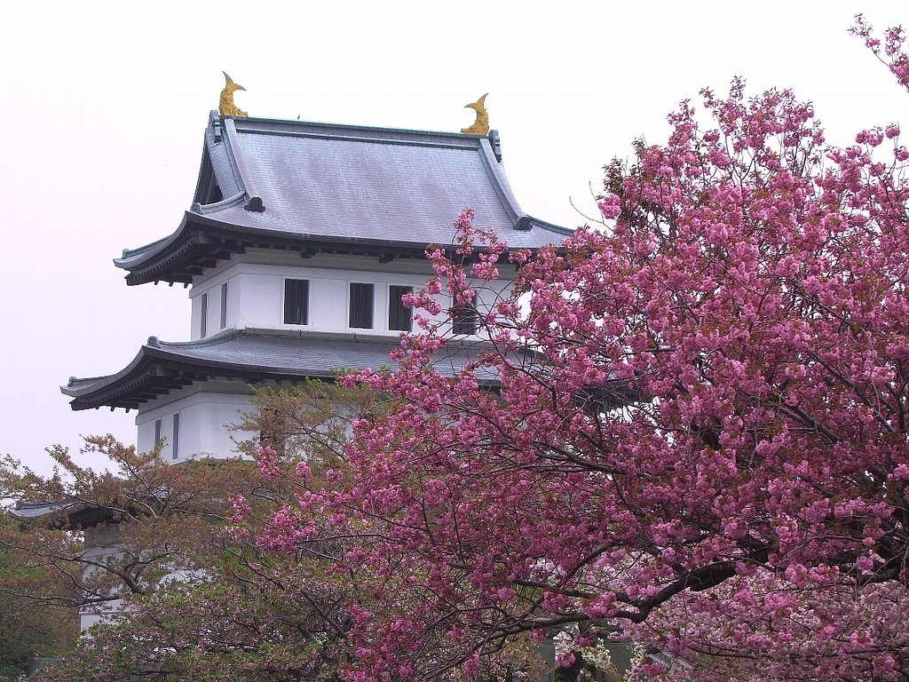 桜２