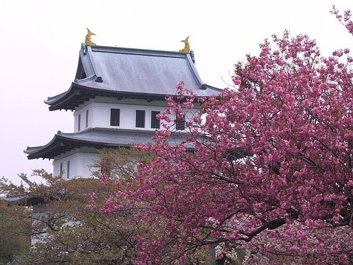 桜２
