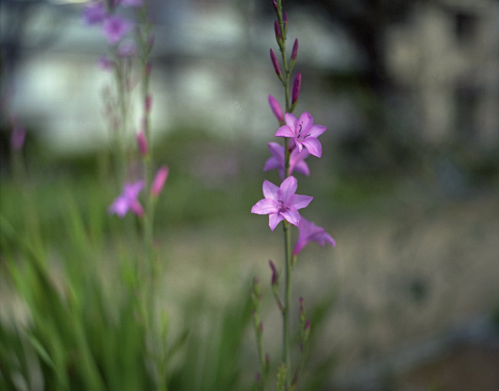 smc PENTAX/6X7 1:4 45mm (2)