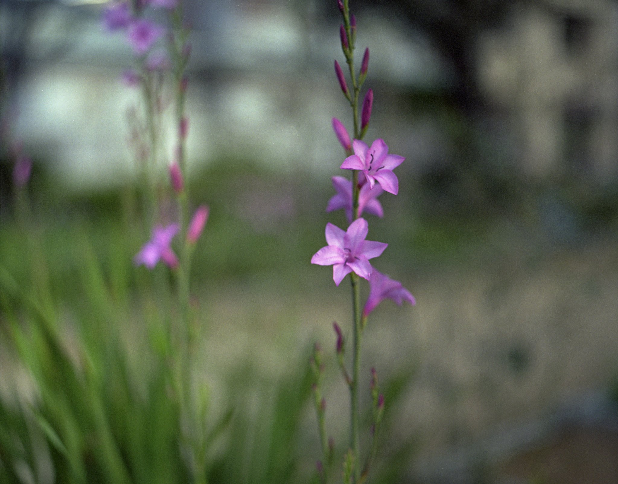 smc PENTAX/6X7 1:4 45mm (2)