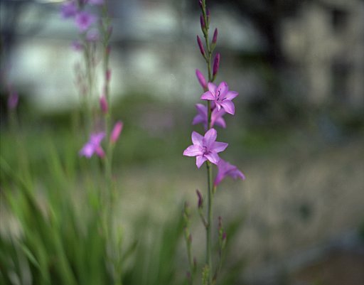 smc PENTAX/6X7 1:4 45mm (2)
