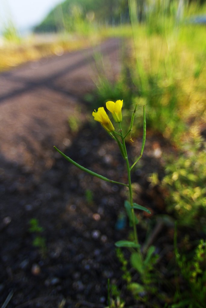 超ミニの菜種