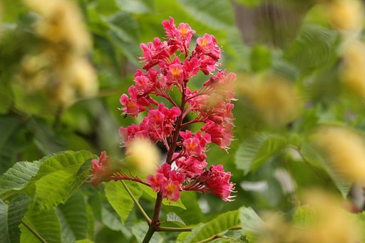 栃の木の花