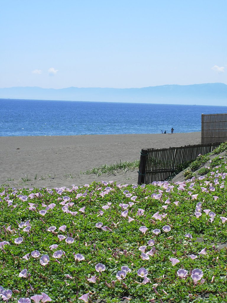 満開の浜昼顔