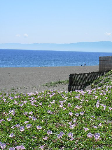満開の浜昼顔