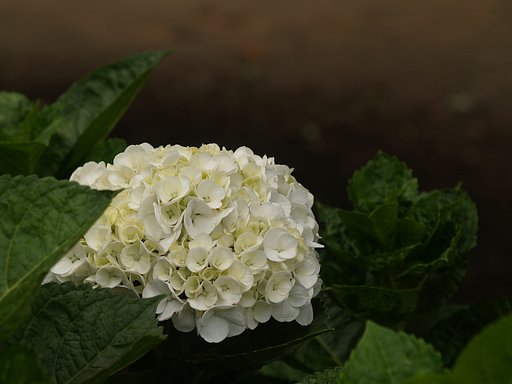 涼しい夏