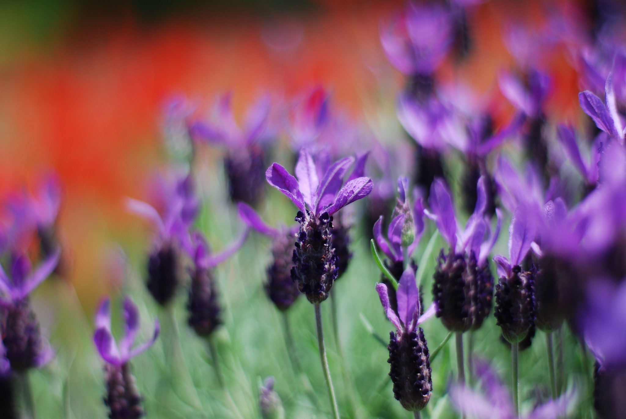 C. Zeiss Planar 50mmF1.4