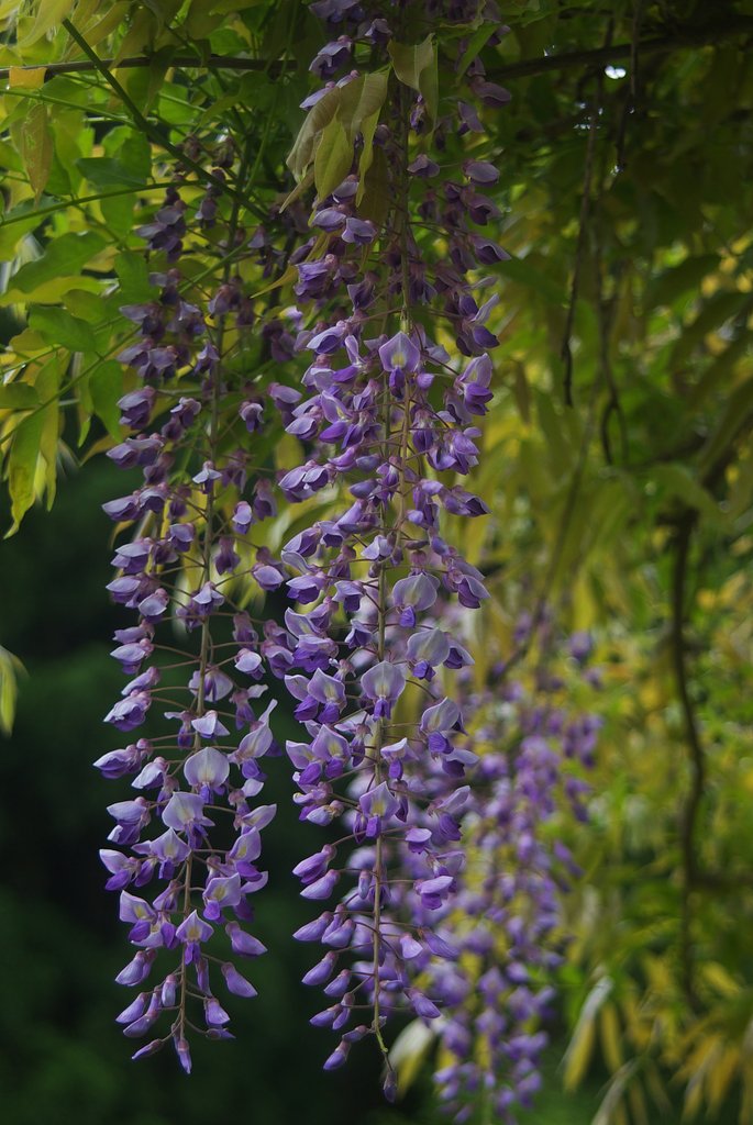 運動広場の藤の花