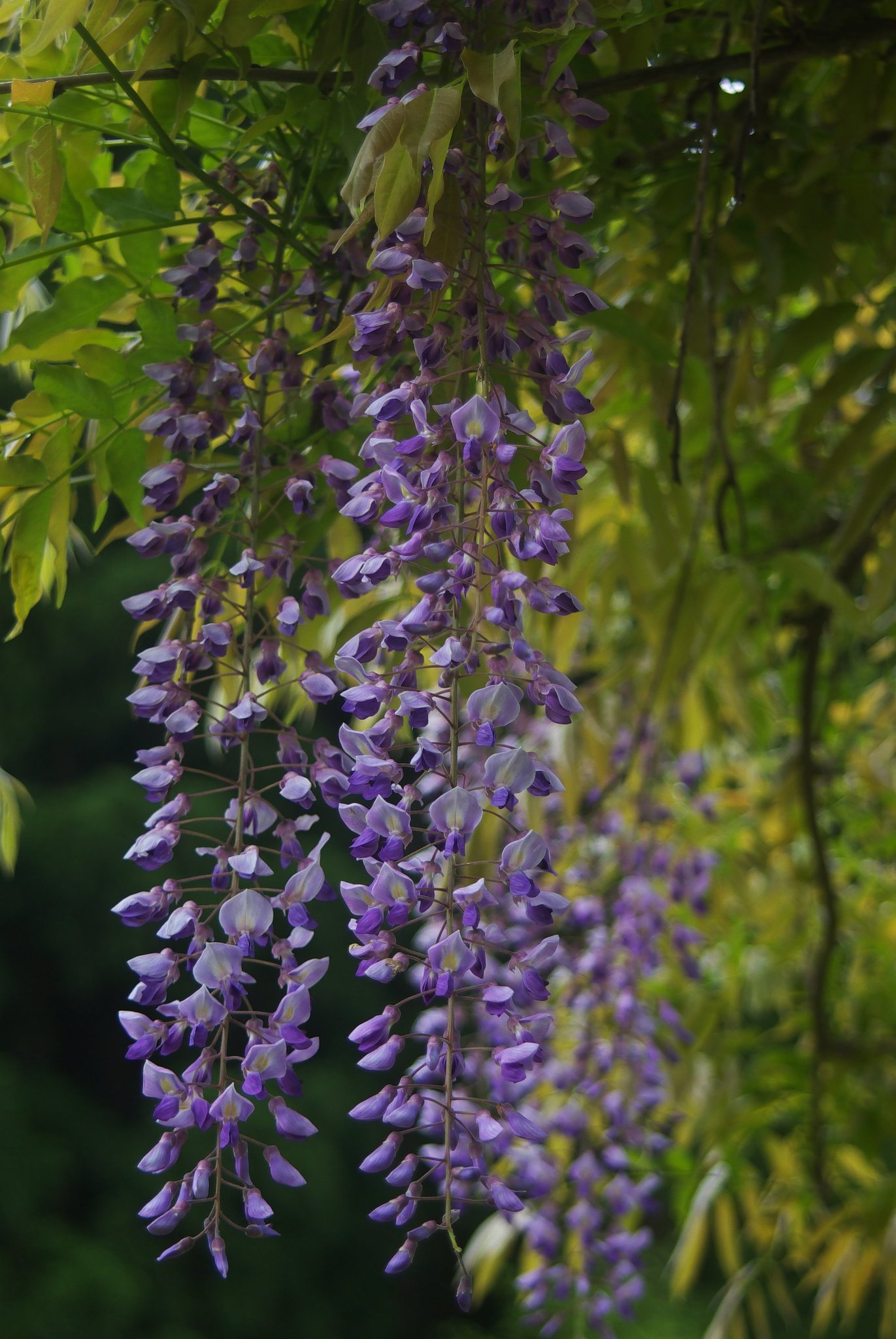 運動広場の藤の花
