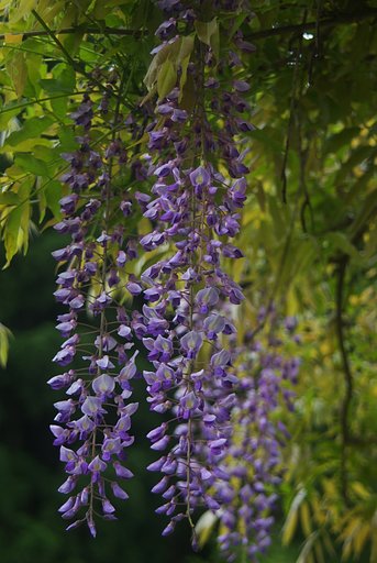 運動広場の藤の花