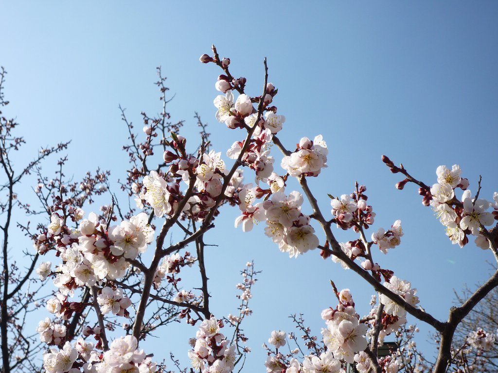 白桜