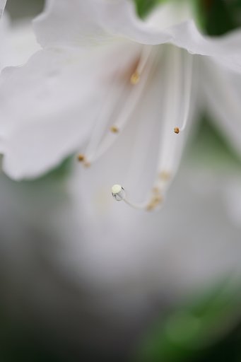 白つつじ
