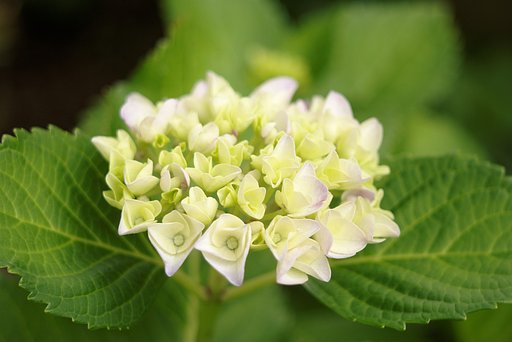 紫陽花